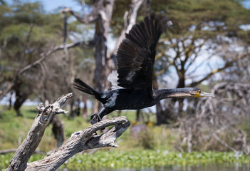 Afrykańskie ptaki Jeziora Naivasha Kenia