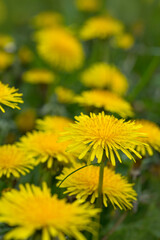 Spring flowers of dandelions in green backgrounds.