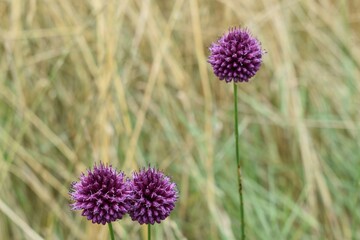 Fleurs violette d'ail sauvage (Allium sphaerocephalon ) dans la nature - obrazy, fototapety, plakaty