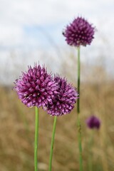 Fleurs violette d'ail sauvage (Allium sphaerocephalon ) dans la nature