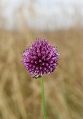 Fleurs violette d'ail sauvage (Allium sphaerocephalon ) dans la nature