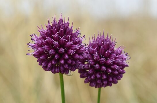 Fleurs violette d'ail sauvage (Allium sphaerocephalon ) dans la nature