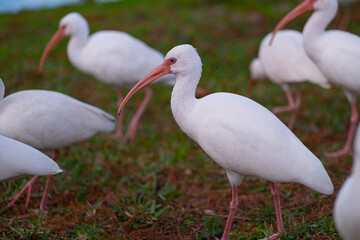 American white ibis bird (Eudocimus albus) in the Lake Lily Park, Florida, USA