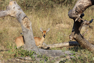 Afrikanischer Steinbock / Steenbok / Raphicerus campestris