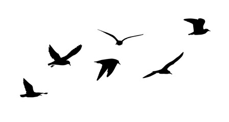 Flying seagulls silhouette. hand drawing. Not AI, Vector illustration