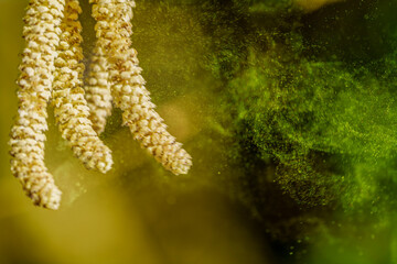 A set of male hazel catkins in dynamic movement, releasing lots of pollen in the wind.