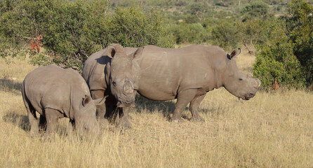Fototapeta premium Breitmaulnashorn / Square-lipped rhinoceros / Ceratotherium simum..
