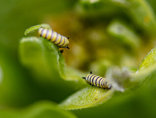 Monarch Caterpillars on Milkweed. 