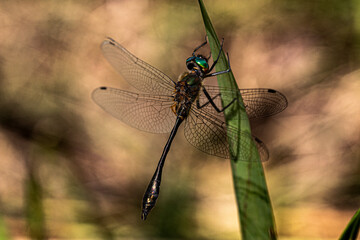 Racket-tailed Emerald on Vegetation. 