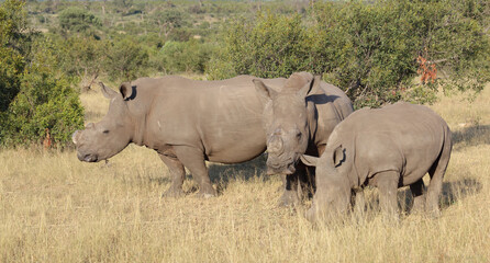 Breitmaulnashorn / Square-lipped rhinoceros / Ceratotherium simum..