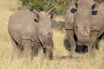 Fototapeta premium Breitmaulnashorn / Square-lipped rhinoceros / Ceratotherium simum..