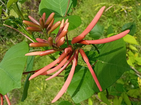 Flor del &aacute;rbol de pito