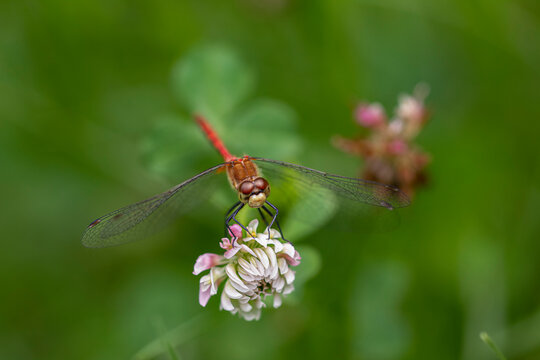 White-faced Meadowhawk on Flower.