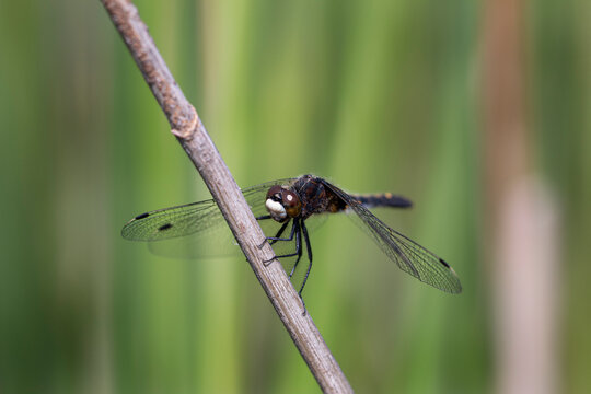 Dot-tailed Whiteface on Branch.