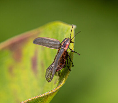 Beetle on Leaf.