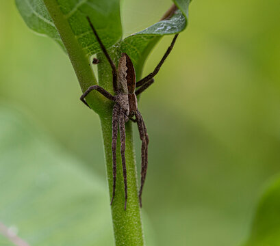 American Nursery Web Spider on Plant.