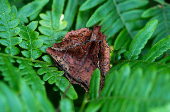 Opiliones in a Leaf on a Fern