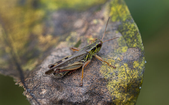 Grasshopper on Leaf.