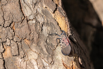 Closeup Macro of a Spotted Lanternfly