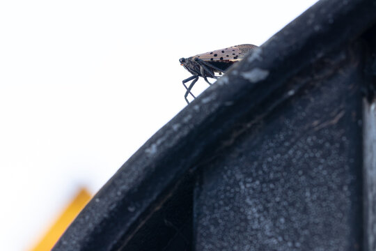 Closeup Macro of a Spotted Lanternfly
