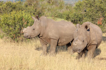 Fototapeta premium Breitmaulnashorn / Square-lipped rhinoceros / Ceratotherium simum..
