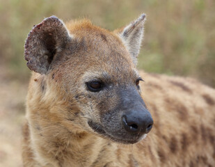Tüpfelhyäne / Spotted hyaena / Crocuta crocuta