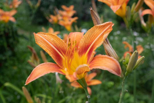 Orange lily flower, close up. Blooming tiger lilies growing for publication, design, poster, calendar, post, screensaver, wallpaper, postcard, card, banner, cover, website. High quality photo