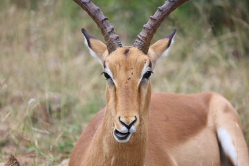 Schwarzfersenantilope / Impala / Aepyceros melampus