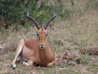 Schwarzfersenantilope / Impala / Aepyceros melampus