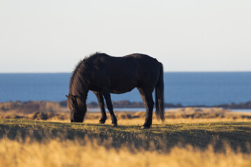 Black fluffy pony grazing on a sunny countryside