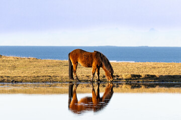 Beautiful brown pony drinking water from a serene lake