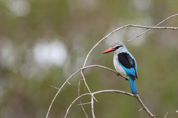 Senegalliest / Woodland kingfisher / Halcyon senegalensis