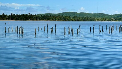 lake and forest, birds