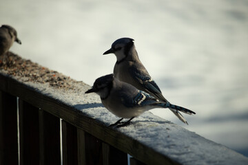 These two blue jays were out on the wooden railing of the deck for some birdseed. These pretty corvids are quite colorful with their blue and black feathers. These birds are hungry and need food. - obrazy, fototapety, plakaty