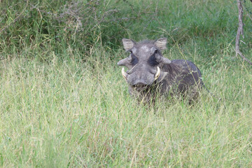 Warzenschwein / Warthog / Phacochoerus africanus