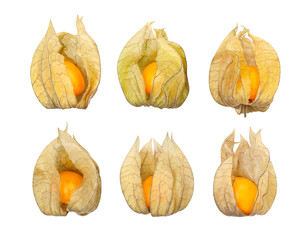 physalis path isolated on white