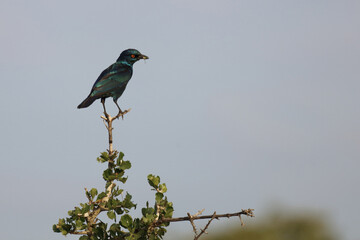 Rotschulter-Glanzstar/ Cape glossy starling or Red-shouldered starling / Lamprotornis nitens..