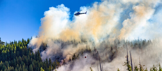 Helicopter fighting forest fires in the green forest. Vancouver Island, BC, Canada