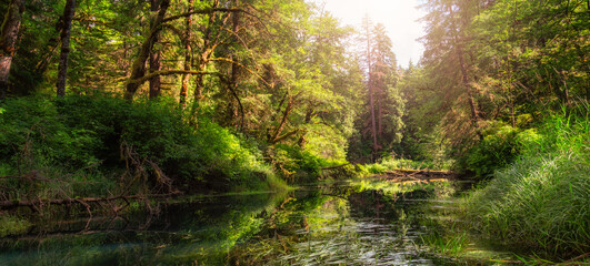 Canadian Nature Landscape Vibrant Green Forest Background Panorama