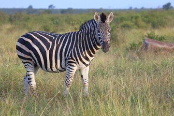 Steppenzebra / Burchell's zebra / Equus quagga burchellii