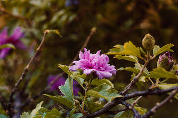 Hibiscus syriacus beautiful mauve purple flowers background. Horticulture, growing flowers in a garden, flowerbed. Blossoming wallpaper with flower buds in full bloom. Flowering shrubs in springtime.