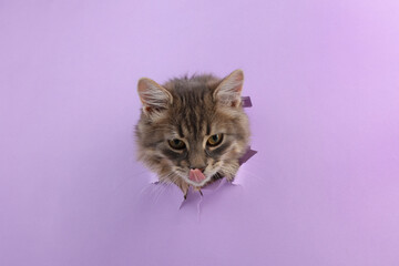 Cute cat looking through hole in violet paper