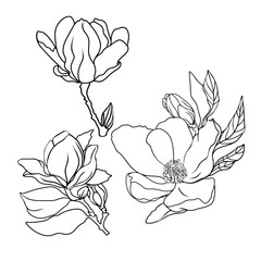 Magnolia branch vector. Flowering magnolia isolated on a white background as a blank for designers © Anastasiia
