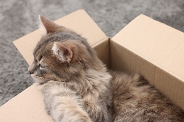 Cute fluffy cat in cardboard box on carpet, closeup