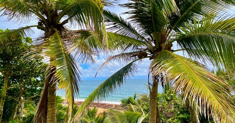coconut palm tree on the beach