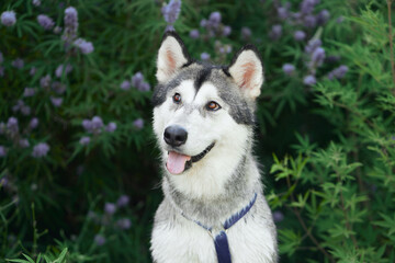 Siberian Husky dog sits attentively against a lavender bush, its striking features exuding a friendly alertness