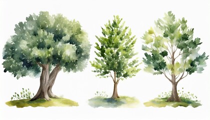 watercolor genealogical family tree watercolor children s tree botanical season isolated illustration olive oak and cypress green forest ecology branch and leaves