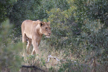 Afrikanischer Löwe / African lion / Panthera leo.