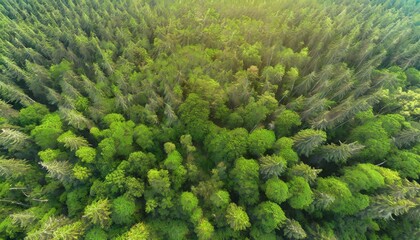aerial top view forest green tree rainforest ecosystem and healthy environment background texture of green tree forest forest view from above