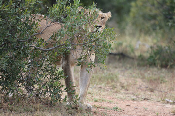 Afrikanischer Löwe / African lion / Panthera leo.